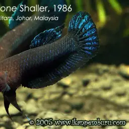 Black Dwarf Betta, photo 6