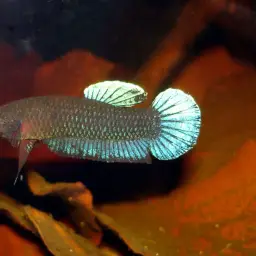 Black Dwarf Betta, photo 7