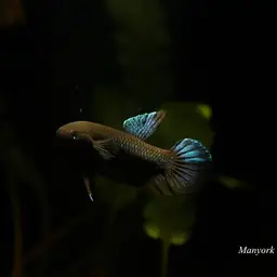 Black Dwarf Betta, photo 8
