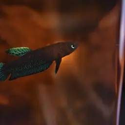 Black Dwarf Betta, photo 9