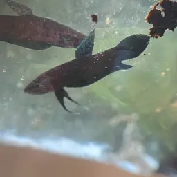 Black Dwarf Betta, photo 11