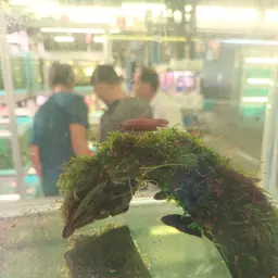 Black Dwarf Betta, photo 12