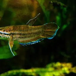 Java Fightingfish