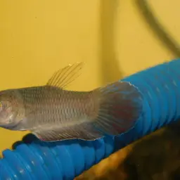 Java Fightingfish, photo 2