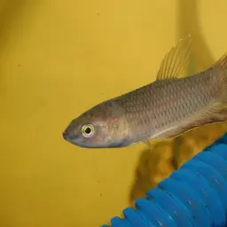 Java Fightingfish, photo 3