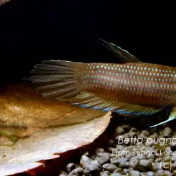 Penang Betta