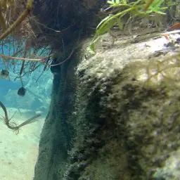 Penang Betta, photo 2