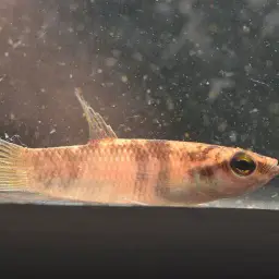 Penang Betta, photo 3