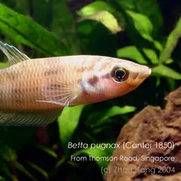 Penang Betta, photo 4