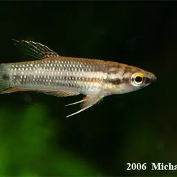 Penang Betta, photo 6