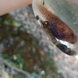 Penang Betta, photo 8