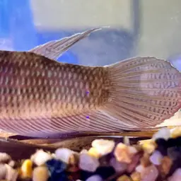 Penang Betta, photo 10