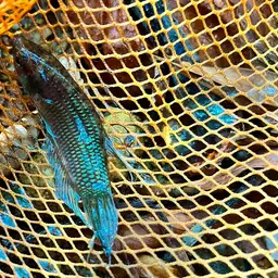 Penang Betta, photo 11