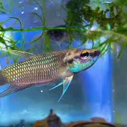 Penang Betta, photo 12
