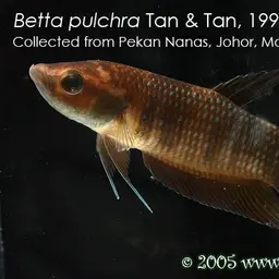 Pontian Betta