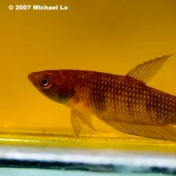 Pontian Betta, photo 2