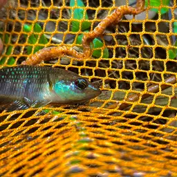 Pontian Betta, photo 4