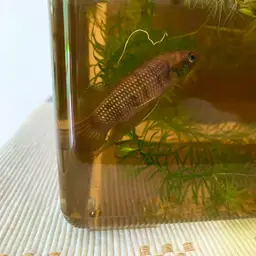 Pontian Betta, photo 6