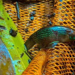 Pontian Betta, photo 7