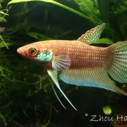 Raja Betta