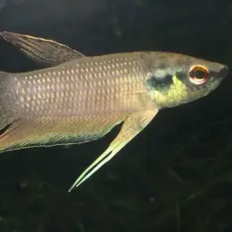 Raja Betta, photo 2