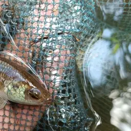 Raja Betta, photo 3