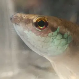 Raja Betta, photo 4