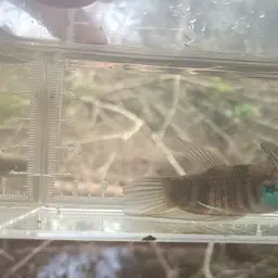 Raja Betta, photo 5