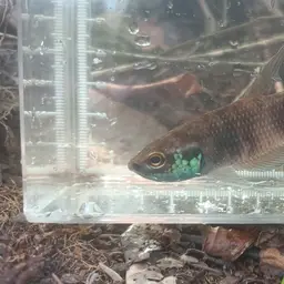 Raja Betta, photo 6