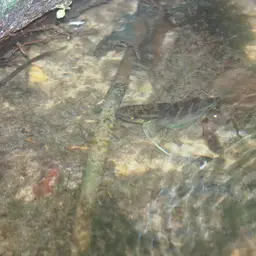 Raja Betta, photo 7
