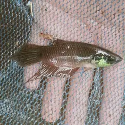 Raja Betta, photo 8