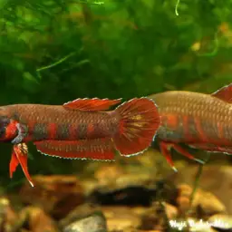 Toba betta