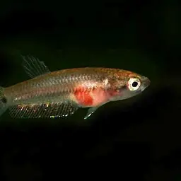 Toba betta, photo 2