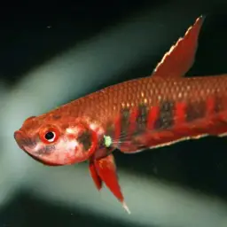 Toba betta, photo 3