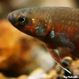 Toba betta, photo 4