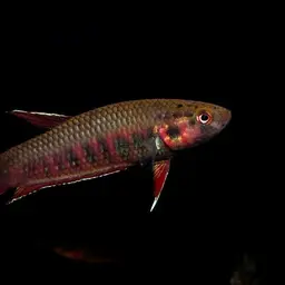 Toba betta, photo 6
