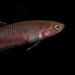 Toba betta, photo 7