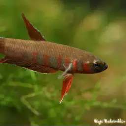 Toba betta, photo 8
