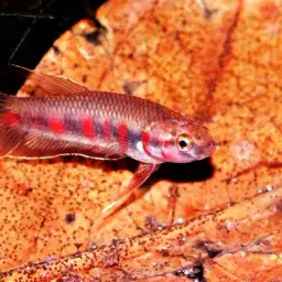 Toba betta, photo 9