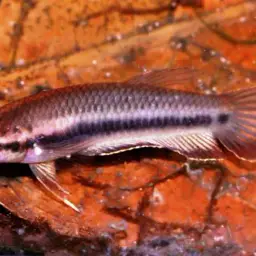Toba betta, photo 10