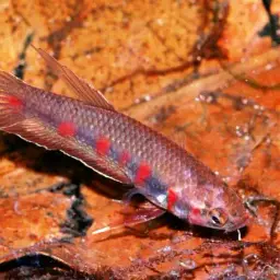 Toba betta, photo 11