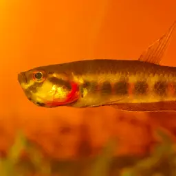 Toba betta, photo 12