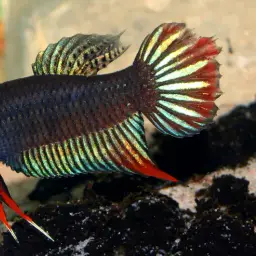 Black Imbellis