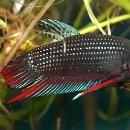 Black Imbellis, photo 2
