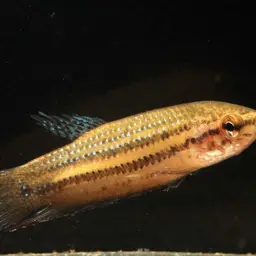 Black Imbellis, photo 4