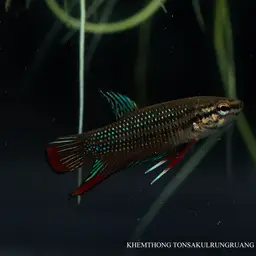 Black Imbellis, photo 7