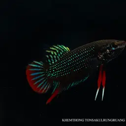 Black Imbellis, photo 8