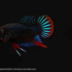 Black Imbellis, photo 9