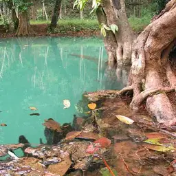 Krabi Mouth Brooding Betta, photo 2