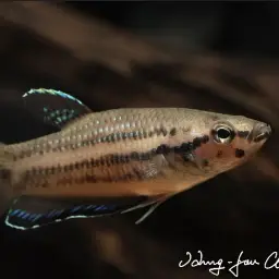 Krabi Mouth Brooding Betta, photo 3